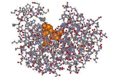 OXA-1 protein structure